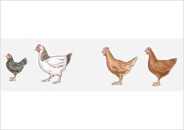 Illustration of Ancona Bantam, Light Sussex, Isa Brown, and Rhode Island Red chickens