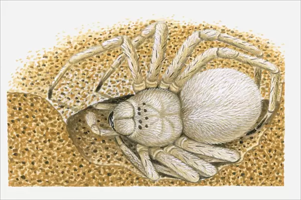 Illustration of White Lady (Leucorchestris arenicola) spider in burrow