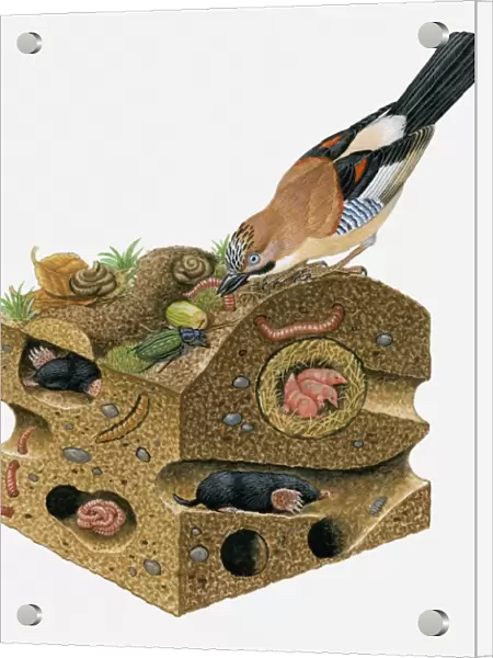 Illustration of Eurasian Jay (Garrulus glandarius) pulling worm from soil on top of European Mole, (Talpa europaea) burrow