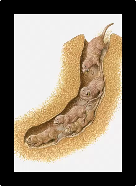 Illustration of Naked Mole Rats (Heterocephalus glaber) inside burrow
