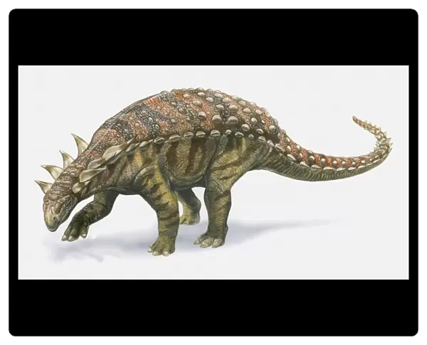 Illustration of Sauropelta dinosaur, side view