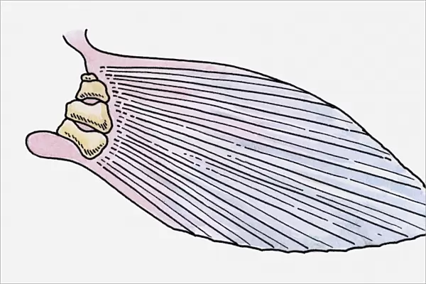 Illustration of the fin of a prehistoric Ray-finned fish (Actinopterygii)
