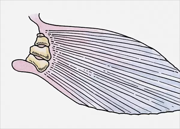 Illustration of the fin of a prehistoric Ray-finned fish (Actinopterygii)