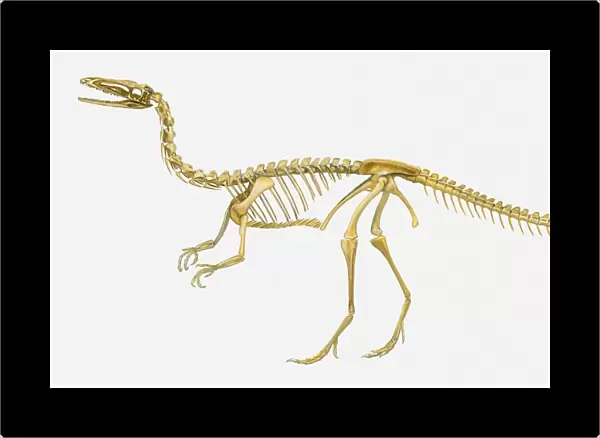 Illustration of the skeleton of a Coelophysis dinosaur, side view