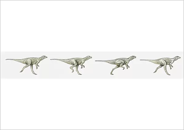 Illustration of a bipedal dinosaur running, multiple image