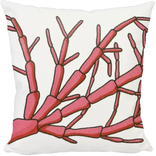 Illustration of Rote Gorgone (Red Sea Fan)