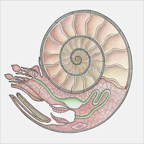Anatomical illustration of an Ammonite