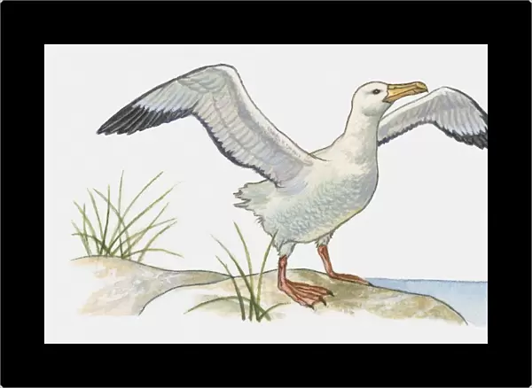 Illustration of Waved Albatross (Phoebastria irrorata) perching on rock