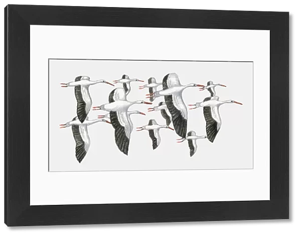 Illustration of a group of White storks (Ciconia ciconia) in flight