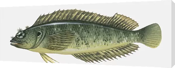 Illustration of Blenny fish
