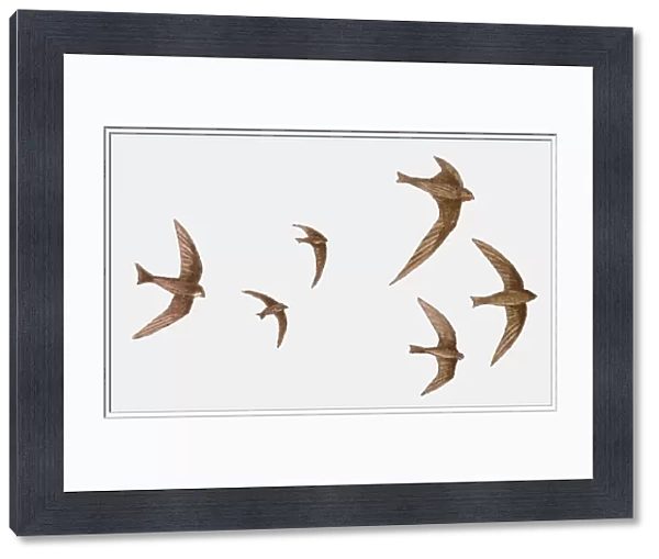 Illustration of a group of Swifts (Apus apus) in flight