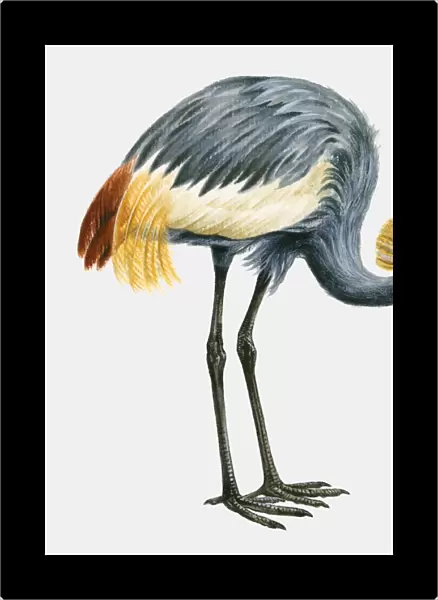 Illustration of a Black crowned crane (Balearica pavonina), side view
