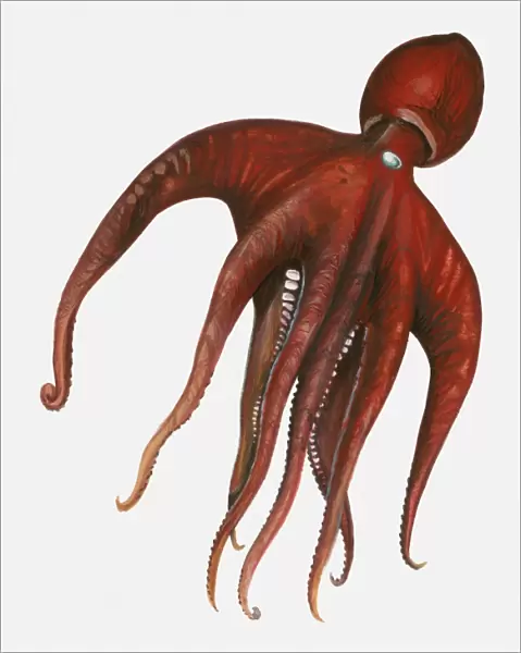 Illustration of red octopus
