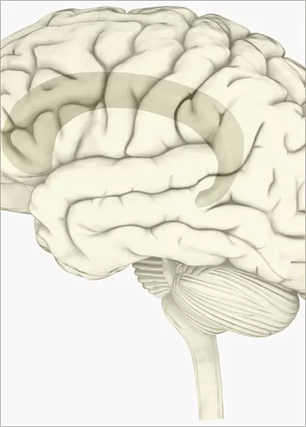 Black and white digital illustration of cingulate cortex area of human brain