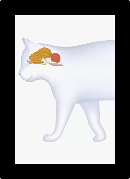 Digital illustration of domestic cat showing cerebellum highlighted in orange