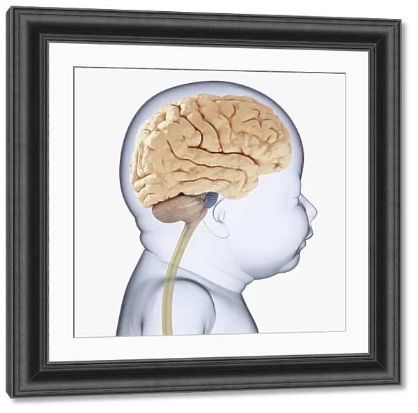Digital illustration of head of baby in profile showing brain
