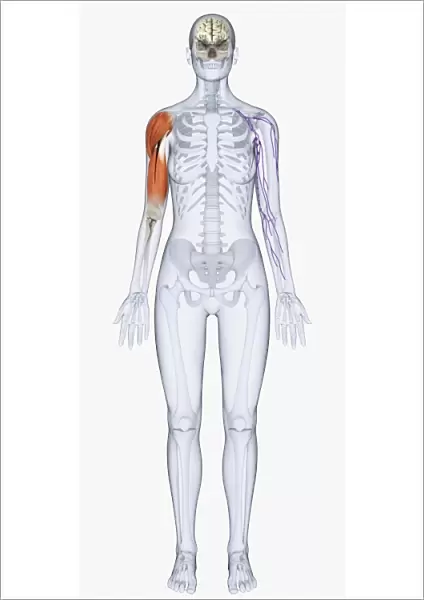 Digital illustration of human skeleton showing upper arm muscles