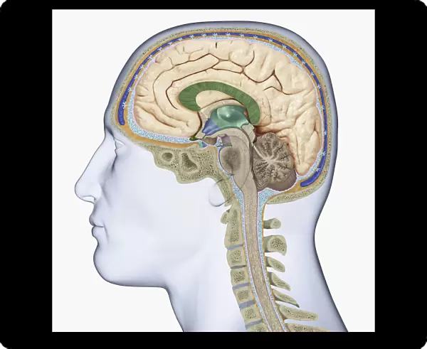 Digital illustration of head in profile showing cross section of brain, neck vertebra and spine