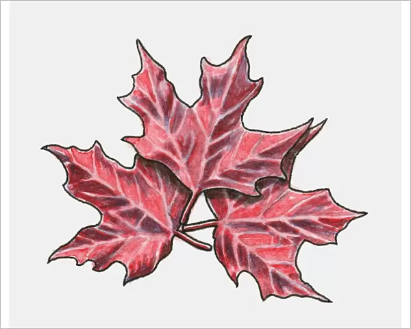 Three red maple leaves