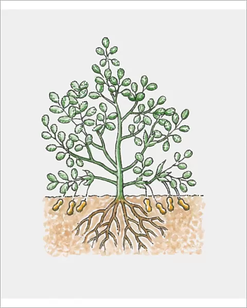 Illustration of Peanut, or groundnut (Arachis hypogaea), plant, showing peanut pods under the ground