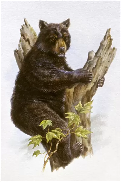 Illustration of American Black Bear (Ursus americanus) sitting in fork of tree