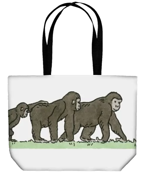 Illustration of family of Gorillas