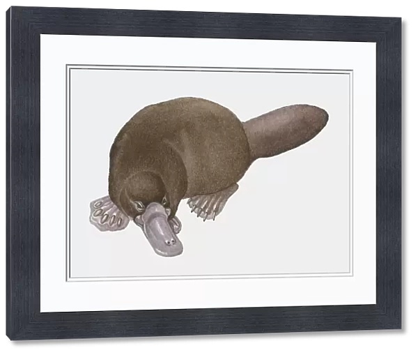 Illustration of Platypus (Ornithorhynchus anatinus)