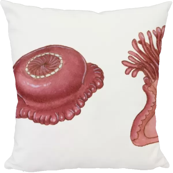 Cross section illustration of Sea Anemone