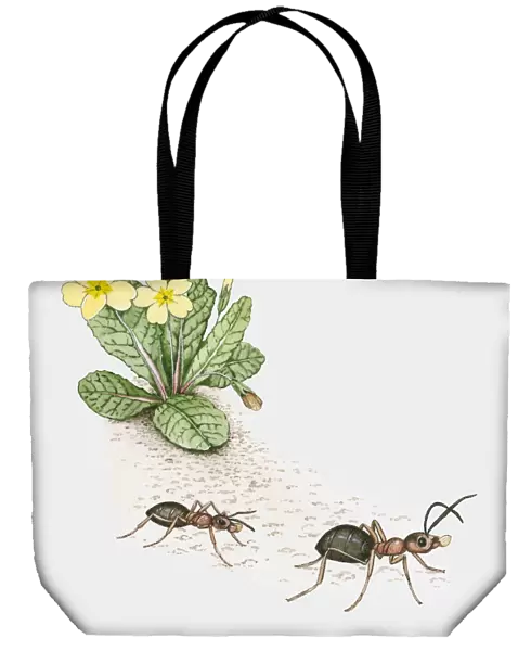 Illustration of ants carrying primrose seeds