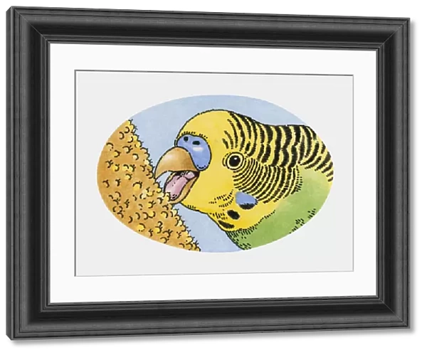 Illustration of pet budgerigar feeding on millet