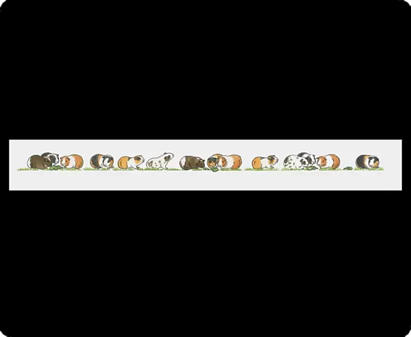 Sequence of illustrations showing guinea pigs on grass