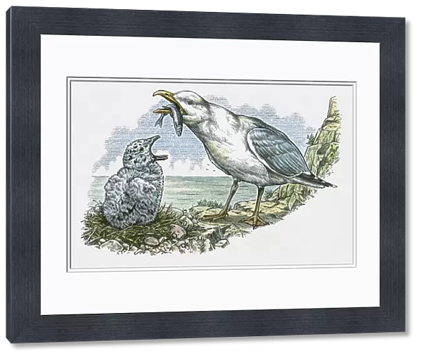Illustration of adult feeding fish to hungry young Seagull on nest on top of cliff
