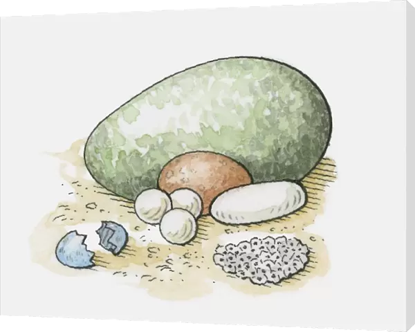 Illustration of different types of animal eggs, and frogspawn