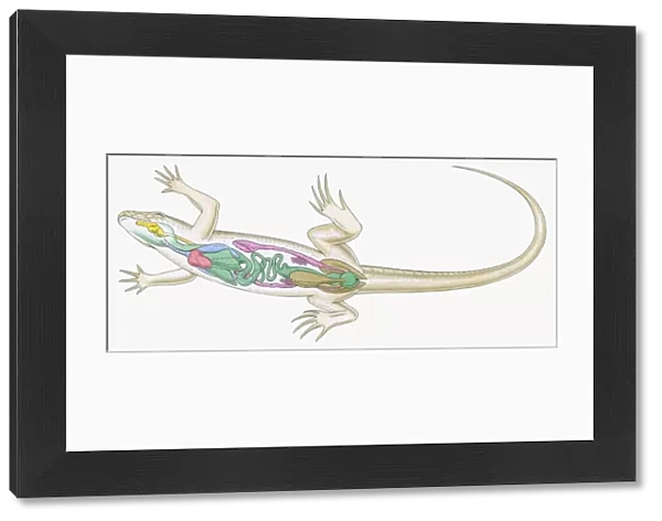 Cross section illustration of internal anatomy of female lizard