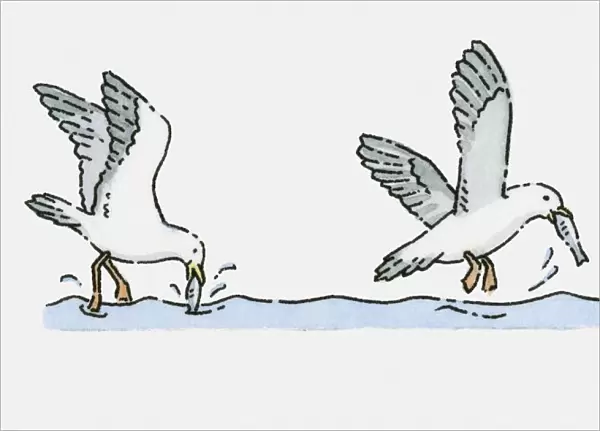 Illustration of Seagulls catching fish in sea