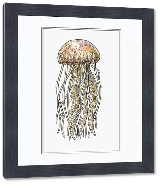 Illustration of Jellyfish