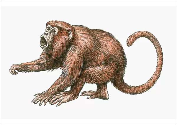 Illustration of aggressive male Red Howler Monkey (Alouatta Seniculus)
