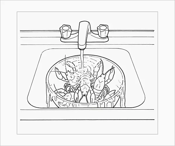 Black and white illustration of keeping crayfish alive in large bowl under running water