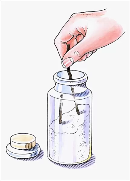 Illustration of putting vanilla pods in jar with white sugar