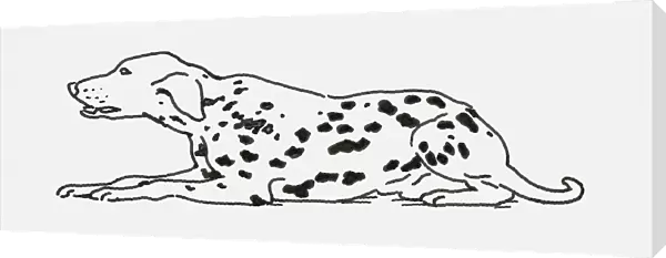 Black and white digital illustration of Dalmatian dog lying down