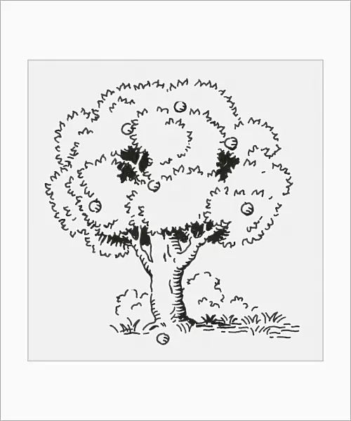 Black and white digital illustration of apples on tree and ground