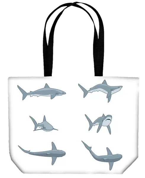 Sequence of digital illustrations showing threat postures of Grey Reef Shark (Carcharhinus amblyrhynchos)