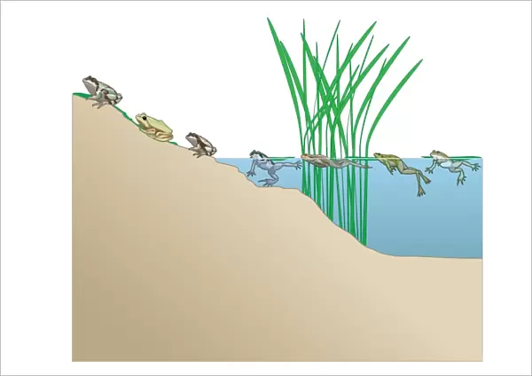 Digital illustration of frogs each having distinctive calls known as dominant frequencies made from different areas of pond