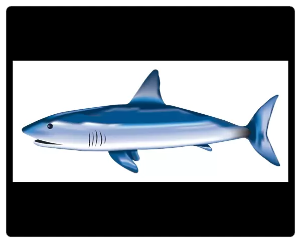 Digital illustration of Blue Shark (Prionace glauca)