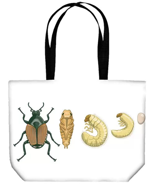Digital illustration of beetle metamorphosis from egg, early stage and late stage larva, pupa, to adult