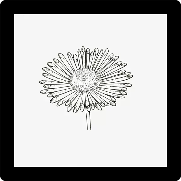 Black and White Illustration quill-shaped Chrysanthemum flower head