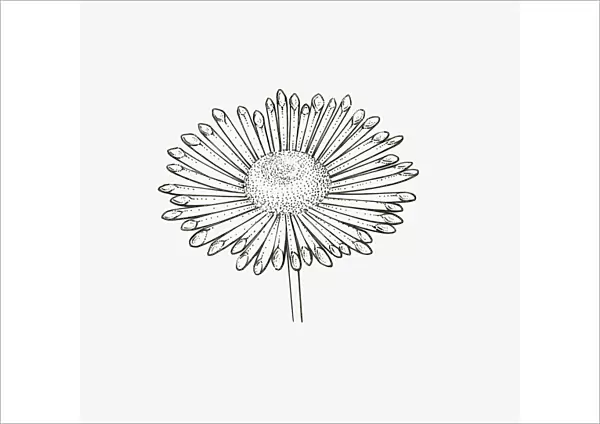 Black and White Illustration quill-shaped Chrysanthemum flower head