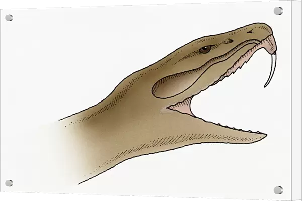 Illustration of snake showing needle-sharp, recurved tooth