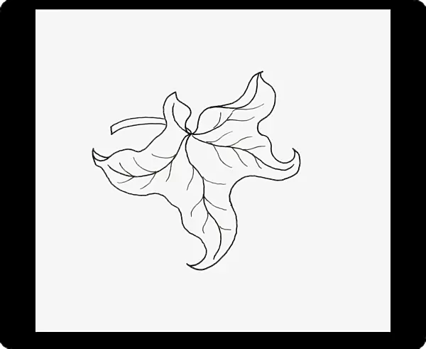 Black and white illustration of curly form Hedera (Ivy) leaf