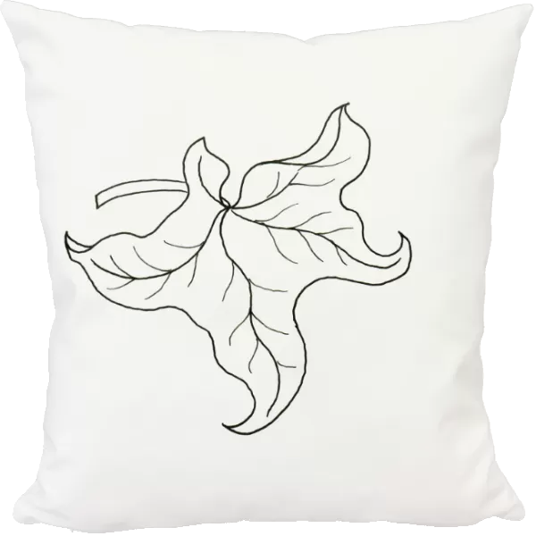 Black and white illustration of curly form Hedera (Ivy) leaf
